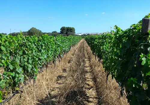 Tenuta Macchiarola