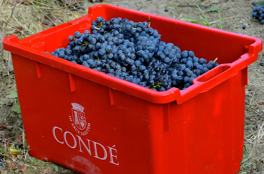 Condé Predappio
