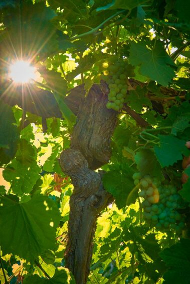 מועדון היין הטוב