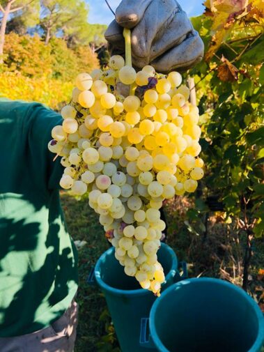 מועדון היין הטוב