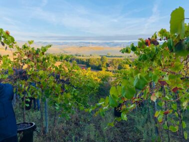 מועדון היין הטוב