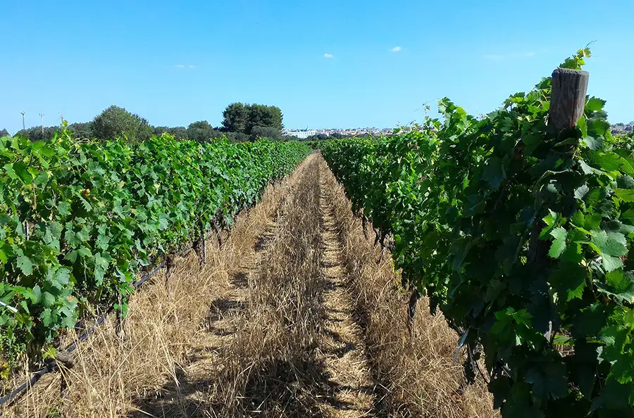 Tenuta Macchiarola